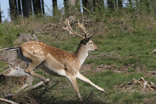 Fallow deer stag (dama dama) fleeing