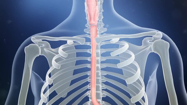 Swallowing a capsule, it travels down the esophagus to the stomach, then reaches the intestine where drug molecules are released. 3D animation of oral drug delivery.