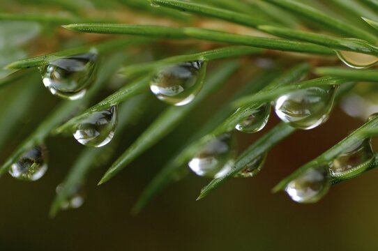 Many dew drops hanging in spruce needles neddle