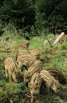 3-weeks old Wild Boars (Sus scrofa), piglets, Allgaeu, Bavaria, Germany, Europe