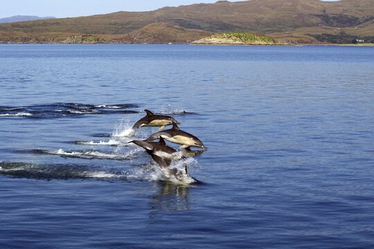 Several dolphins jumping synchronised across the surface of the water off a hilly coastline, Mallaig, Knoydart, Highlands, Scotland, United Kingdom