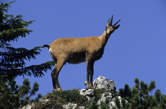 Chamois (Rupicapra rupicapra) standing on a rocky outcrop