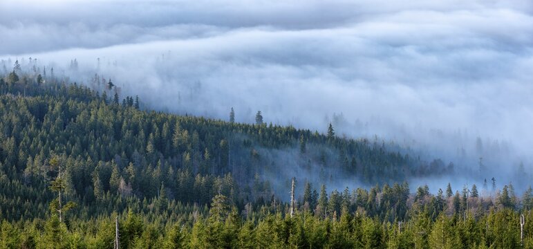 View from the summit of the Dreisesselberg (1333m) over forest and sea of fog, inversion weather, fog in the lowlands, Lower Bavaria, Bavarian Forest, Bavaria, Germany
