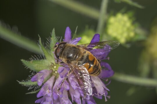 View of the male of a pseudo-bee hawk-moth (Eristalis tenax) on a forest widow flower (Knautia dipsacifolia), Baden-W&uuml;rttemberg, Germany