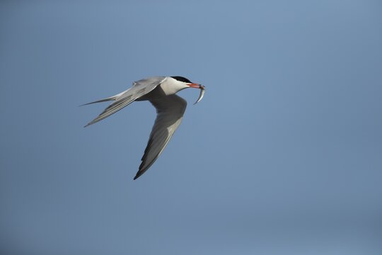 Common tern (Sterna hirundo) adult bird in flight carrying a fish in its beak, Suffolk, England, United Kingdom