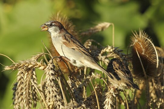 House sparrow (Passer domesticus) male pecking grains from ear in wheat field, Allg&auml;u, Bavaria, Germany