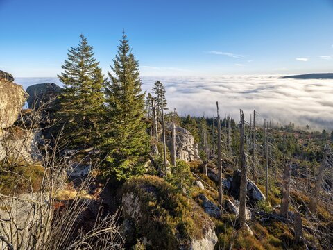 View over endless forests with valley mist on the Dreisesselberg (1333m) on the border to the Czech Republic, in front dead forest with natural regeneration, Haidm&uuml;hle, Bavarian Forest, Lower Bavaria, Bavaria, Germany