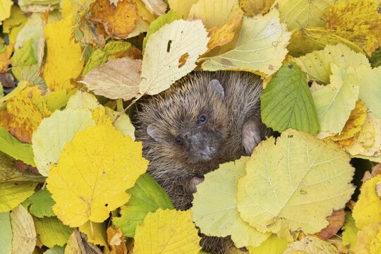 European hedgehog (Erinaceus europaeus) adult animal resting amongst fallen autumn leaves, Suffolk, England, United Kingdom