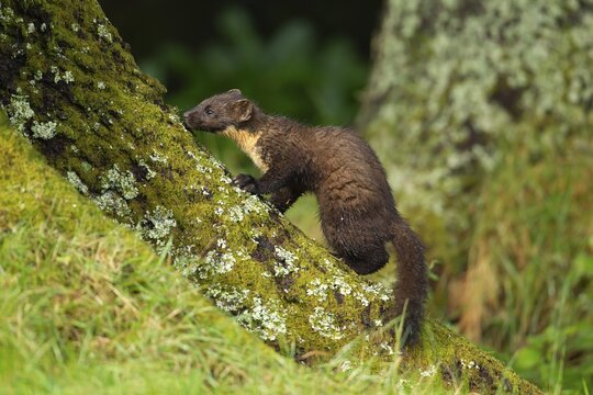 Pine marten (Martes martes) adult on a Scots pine tree trunk in a woodland, Scotland, United Kingdom