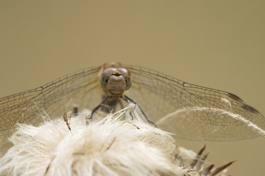 Common darter dragonfly (Sympetrum striolatum) adult insect resting on a flower seedhead in summer, England, United Kingdom