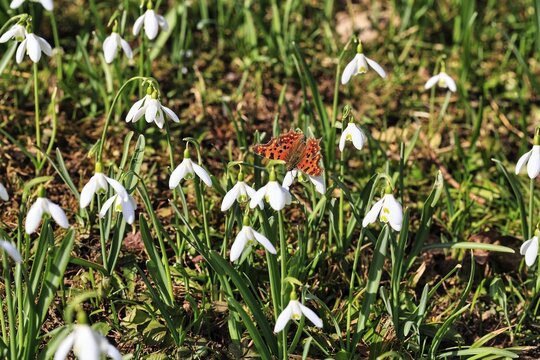 C-moth (Polygonia c-album, Nymphalis c-album), snowdrop (Galanthus) in sunlight, H&ouml;xter, Weserbergland, Germany