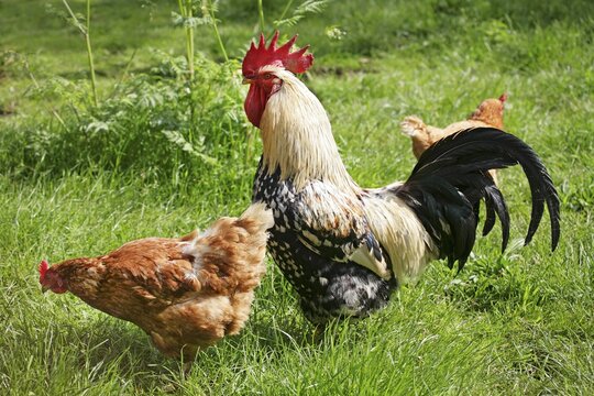 Domestic chicken (Gallus domesticus), rooster and hens, Germany