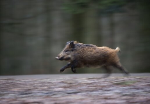Wild boar (Sus scrofa), running, Vulkaneifel, Rheinlad-Pfalz, Germany