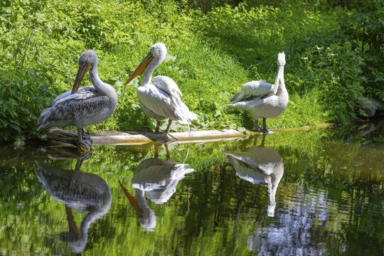 Pelicans (Pelecanus) reflected in the water, Tiergarten, captive, Sch&ouml;nbrunn, Vienna, Austria