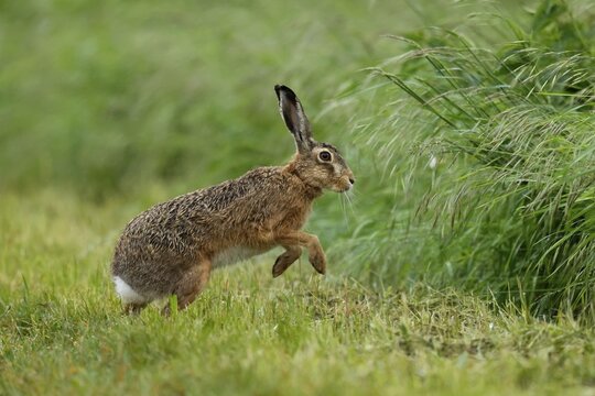 European hare (Lepus europaeus) in a field, wildlife, Burgenland, Austria