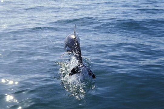 White-Sided Dolphin ( Lagenorhynchus acutus ) near Swakopmund, Namibia