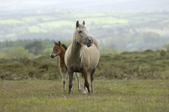 Pony mare with foal Dartmoor National Park Devon England