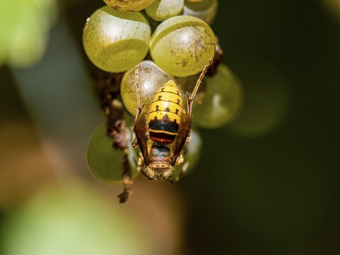 European hornet (Vespa crabro) on a vine, Germany