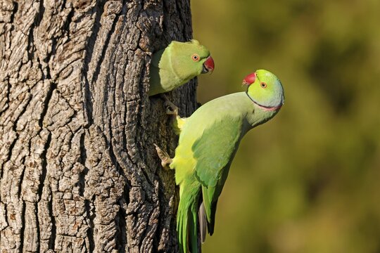 Two collared parakeets (Psittacula krameri) hanging from a tree at the breeding burrow, wildlife, Germany