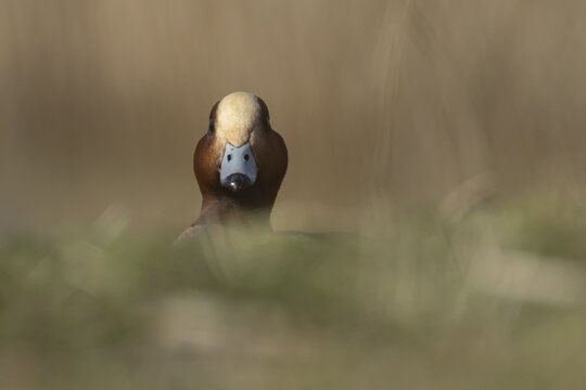 Eurasian wigeon duck (Anas penelope) adult male bird in grassland, England, United Kingdom