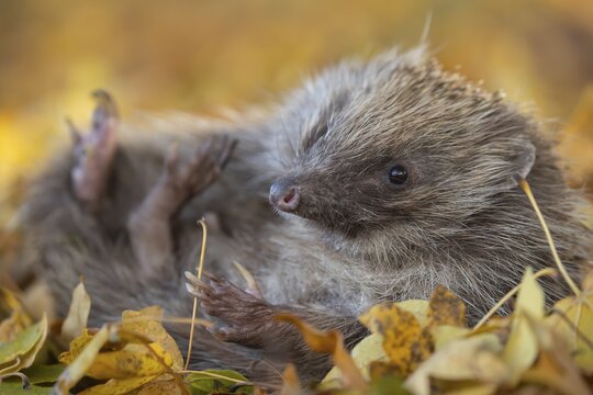 European hedgehog (Erinaceus europaeus) adult animal resting on fallen autumn leaves, Suffolk, England, United Kingdom