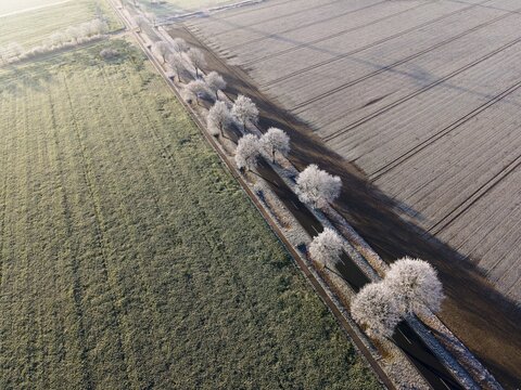 Drone shot, avenue with hoarfrost, Peine district, Lower Saxony, Germany
