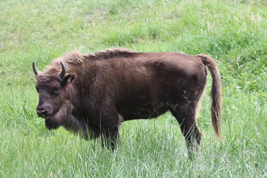 Wisent cow (Bison bonasus)