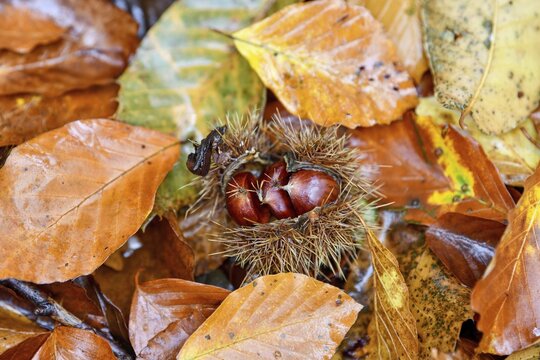 Chestnut (Castanea sativa) or sweet chestnut among autumn leaves in the forest, Sasbachwalden, Ortenaukreis, Black Forest, Baden-W&uuml;rttemberg, Germany