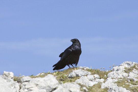 Raven (Corvus corax), Alps, Austria, Europe