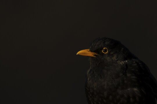 Eurasian blackbird (Turdus merula) adult male bird head portrait, England, United Kingdom