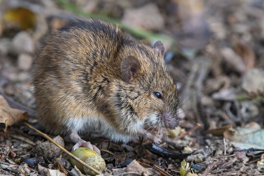 Striped field mouse (Apodemus agrarius), eats a beetle, Neudau, Burgenland, Austria