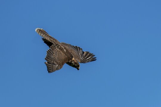 A brown bird of prey hovers in the air with its wings spread out against a clear sky, Saker Falcon, (Falco cherrug), Germany