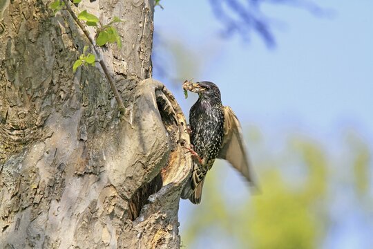 European Starling (Sturnus vulgaris) at nest