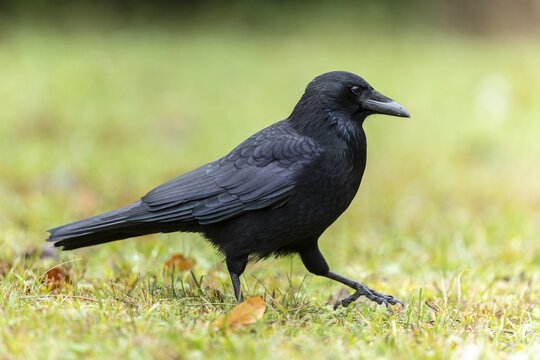Carrion crow (Corvus corone) in a meadow, wildlife, Germany
