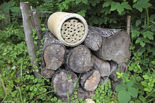 Wooden pile with drillings as a nesting aid for solitary wild bees, solitary bees, Germany