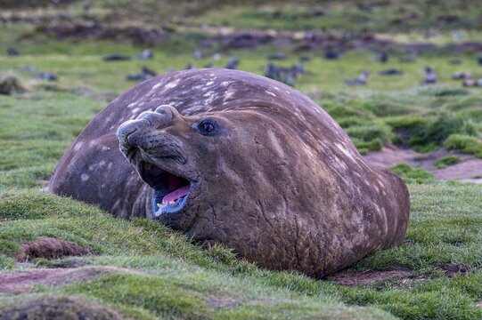 Southern elephant seal (Mirounga leonina) before an old whaling boat, Ocean Harbour, South Georgia, Antarctica