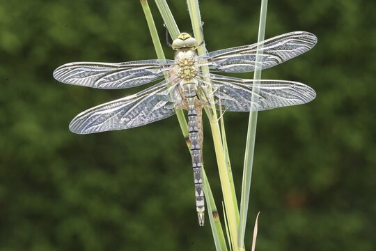 Southern Hawker or Blue Darner (Aeshna cyanea), freshly hatched, with outspread but still glassy wings, Allgaeu, Bavaria, Germany, Europe