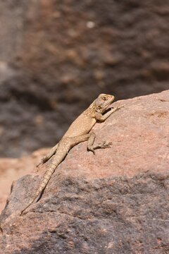 Lizard in the Wadi Mathendous, Wadi Barjuj, stone desert, Libya, Sahara, North Africa, Africa