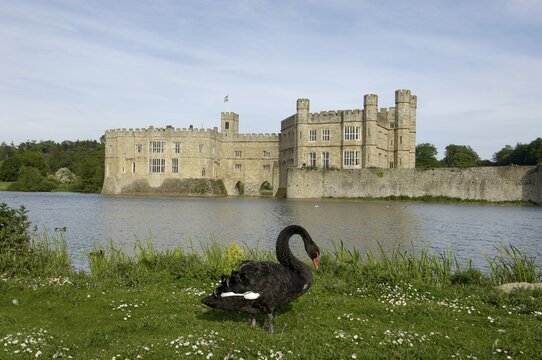 Black Swan Cygnus atratus in front of Leeds Castle Kent England