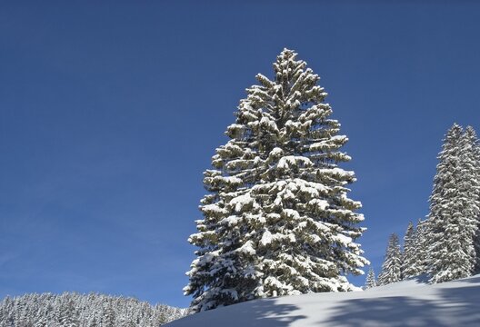 Snow covered spruce tree Valepp valley near Spitzingess lake Spitzing Upper Bavaria Germany