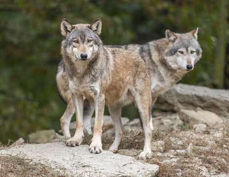 Gray wolves (Canis lupus) look attentively, captive, Germany