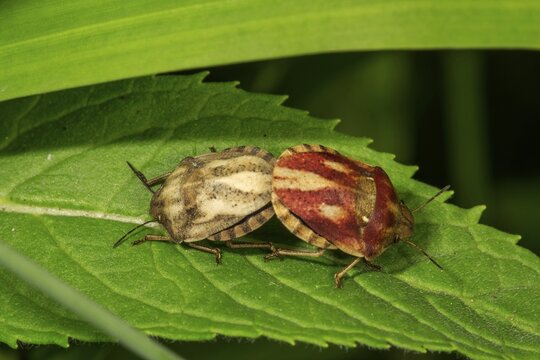 European Tortoise Bug (Eurygaster testudinaria) animal pair, mating on one leaf, Baden-W&uuml;rttemberg, Germany