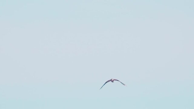 Northern Lapwing (Vanellus vanellus). Northern Lapwing in flight against a blue sky. Slow motion.