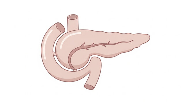 Human Pancreas Anatomy Illustration Medical Diagram.
