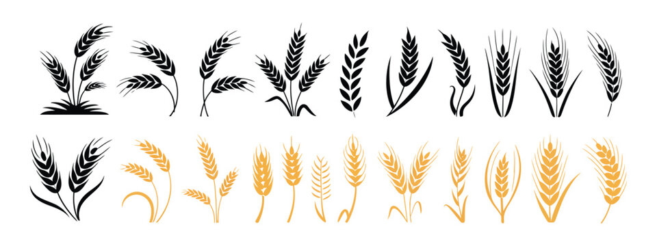Golden Barley, Wheat and Rice silhouette icon collection, vector illustration for harvest themes, bakery branding and rural graphics.