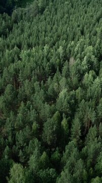Drone footage flying above a dense evergreen forest canopy with mixed pine and spruce trees, natural green texture and wilderness scenery, ideal for nature and ecology themes
