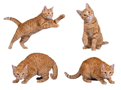 Dynamic collection of four orange tabby cats showcasing playful and active movements.