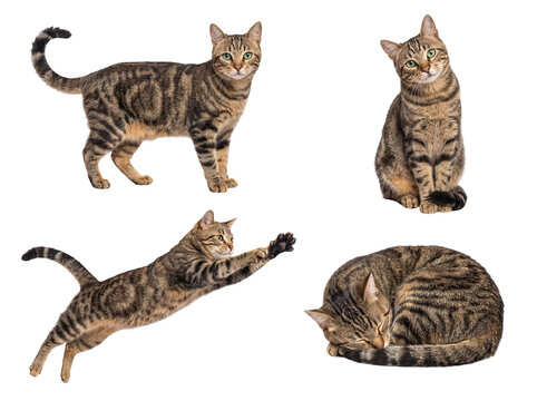 Compilation of four expressive domestic tabby cats in diverse poses, including active and tranquil moments.