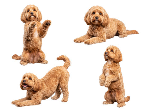Four delightful golden-brown Cavapoo puppies in various playful poses, isolated on a transparent studio background.