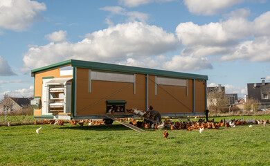 Mobile chicken coop on green field with free range hens under blue sky, sustainable poultry farming and organic egg production concept. © leesle
